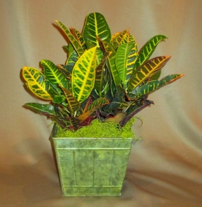Croton Plant finished with Green Moss and Deco Container 