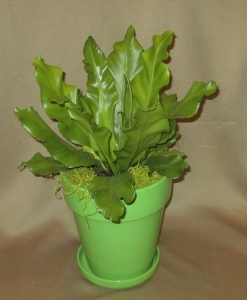 Birds Nest Plant finished with Green Moss and Painted Ceramic Pot