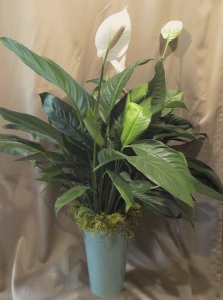 4'Spathiphyllum finished with Green Moss and a Deco Tin